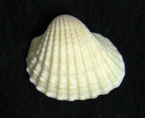 ��Z�V��Ճn�C�K�C