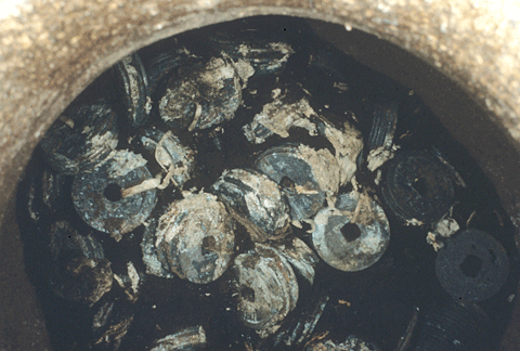 ����̊��i�ʕ�