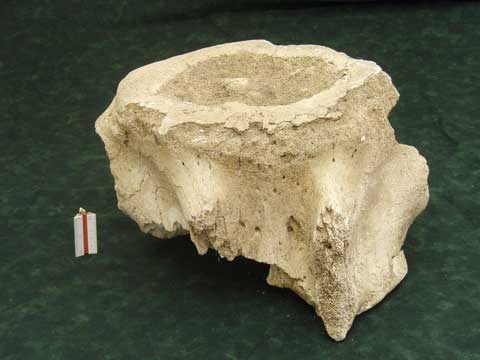 �㍂���L�˂̃N�W��