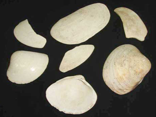 �L�n�E�L�w��