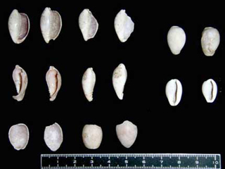 �^�J���K�C���H�i