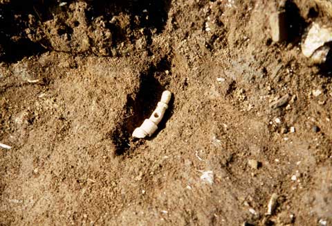 �X�`�p���i�o�y��