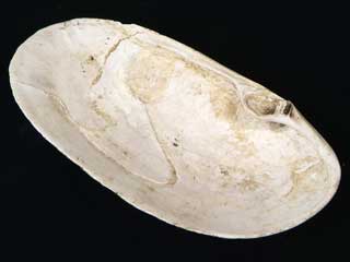 �w����L���i