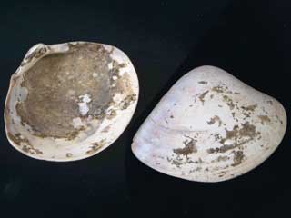 �w����L���i