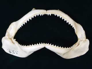 ���W���U���Ȃ̃A�S�̕W�{