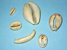 �^�J���K�C���H�i