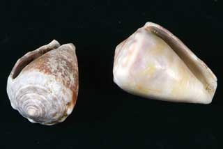 �T���K�^�C��