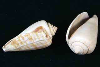 �}�K�L�K�C