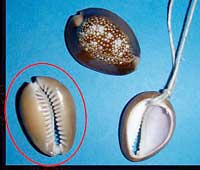 �^�J���K�C