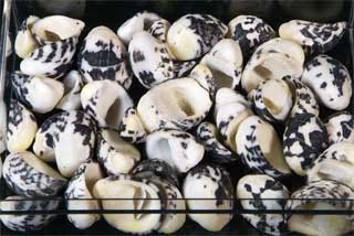 �A�}�I�u�l