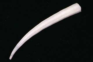 ���J�h�c�m�K�C