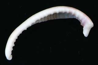 �E���V�}�K�C