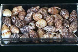 �}�c���V�K�C