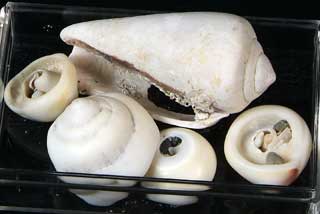 �}�K�L�K�C