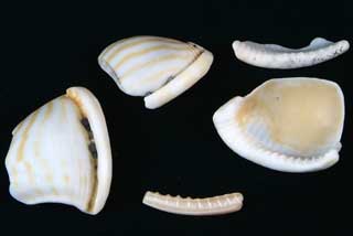 �J�Y���K�C