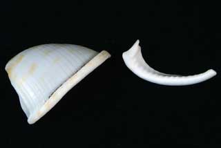 �E���V�}�K�C