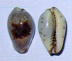 ���_�J�������W�{