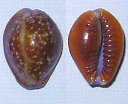 �J�����_�J�������W�{