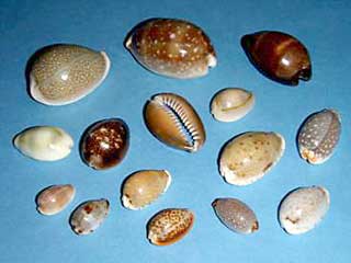 �^�J���K�C�����W�{