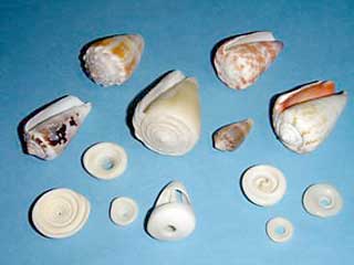 �C���K�C�����W�{