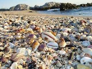 �^�J���K�C�W�Ϗ�