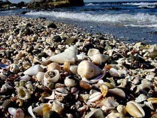 �C���K�C�W�Ϗ�