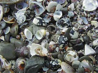 �A�}�I�u�l�W�Ϗ�