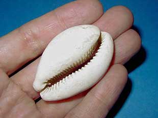 �z�V�L�k�^���H�i