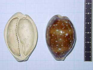 �z�V�L�k�^���H�i�ƌ����L�̕W�{