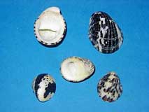 �A�}�I�u�l�����L�̕W�{