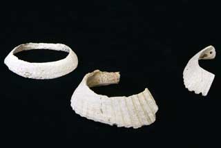 �T���{�E�K�C