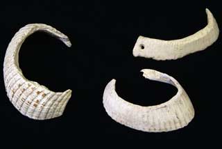 �T�g�E�K�C