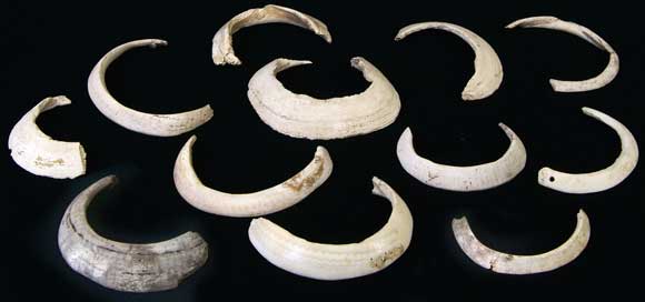 �x���P�C�K�C