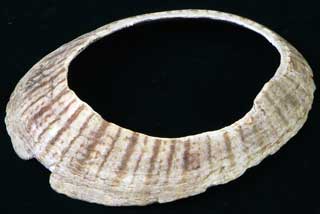 �}�c�o�K�C