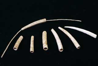 ���J�h�c�m�K�C