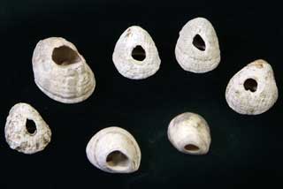 �A�}�I�u�l