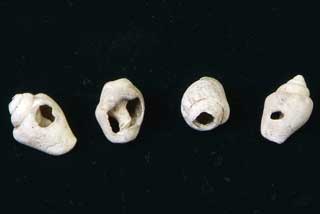 �t�g�R���K�C