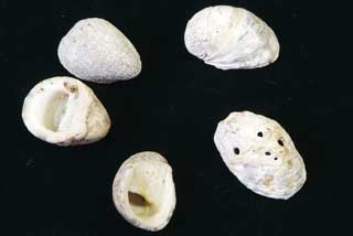 �A�}�I�u�l