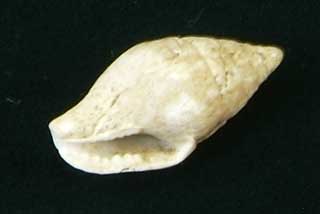 �}�c���V�K�C