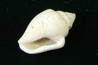 �t�g�R���K�C