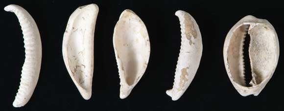 �z�V�L�k�^