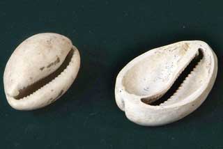 �z�V�L�k�^