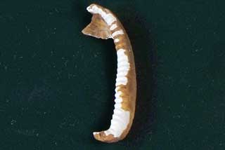 �N�`�O���L�k�^