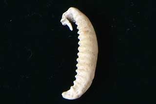 �R�����_�J��