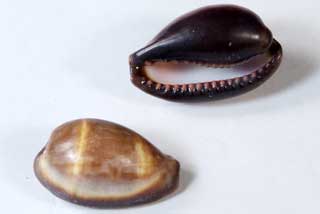 �N�`�O���L�k�^