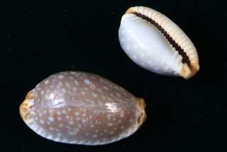 �V�{���_�J��