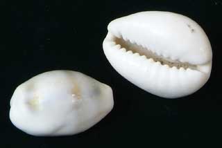 �L�C���_�J��