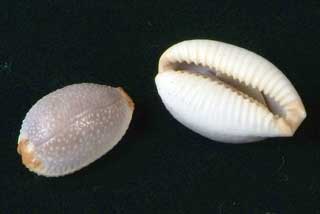 �T���_�J��