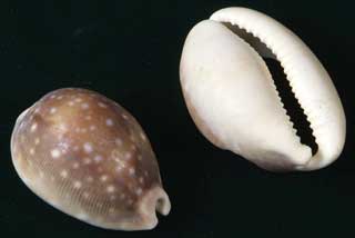 �z�V�L�k�^