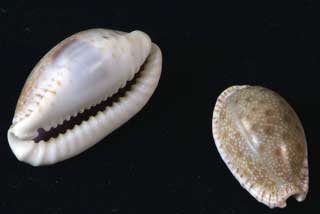 �R�����_�J��